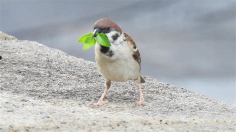 如何讓麻雀不要來築巢|【麻雀祕密】麻雀真的變少了？「害鳥」其實是誤會？成群結隊卻。